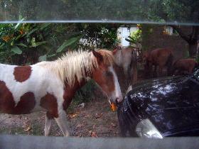 Horses eat mangos behind our window (July 2006) Horses eat mangos behind our window (July 2006)