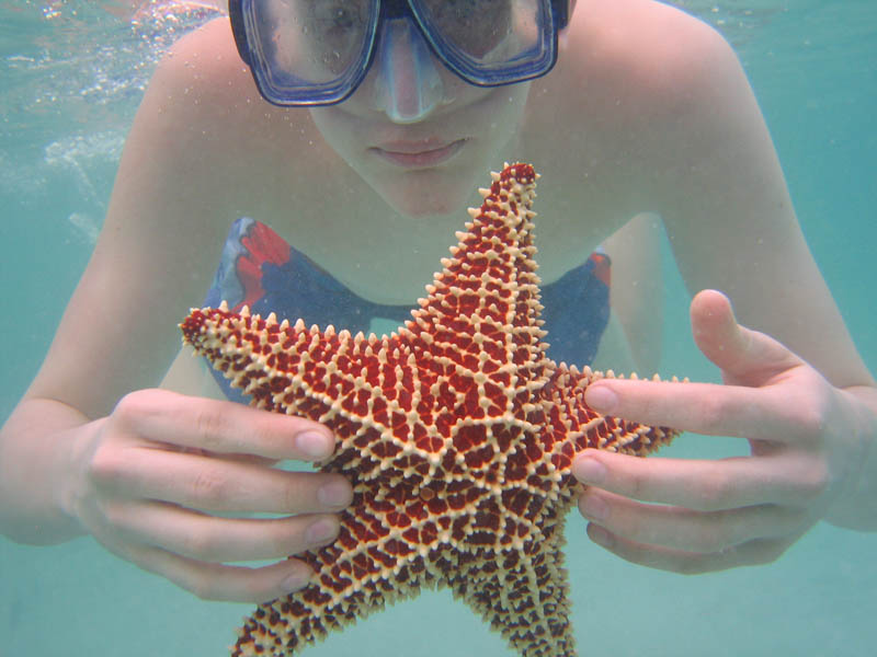 Nice catch - Huge red Atlantic starfish (July 2006)