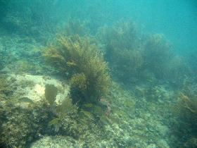 Underwater coral forest with fishes (July 2006)