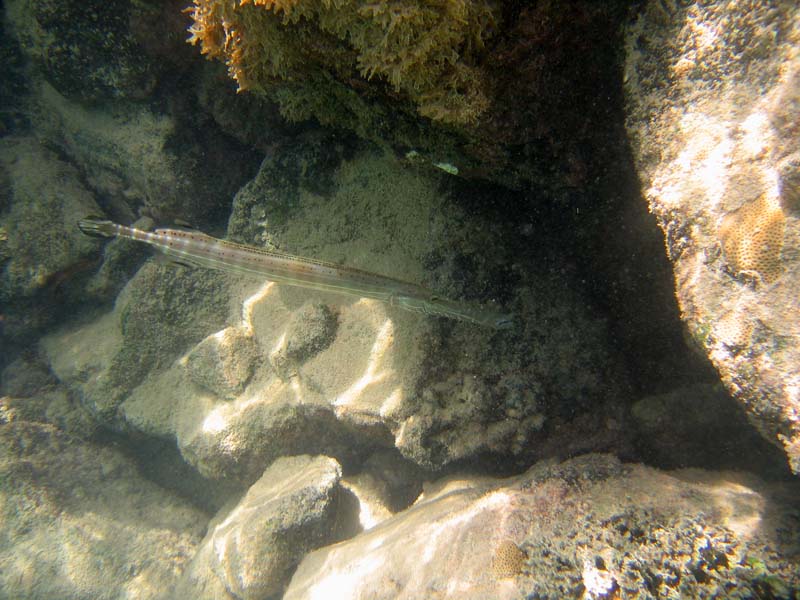 Big sea trumpetfish (July 2006)