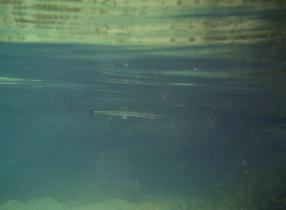 Lot of needlefish right under the surface (July 2006)