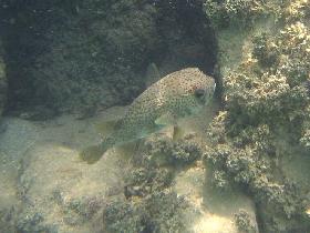 Spot-fin porcupinefish (July 2006)