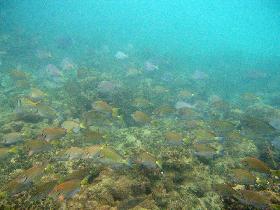 A shoal of fish deep beneath us (July 2006)