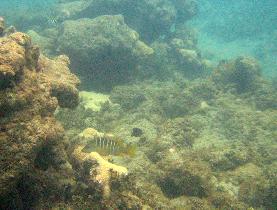 Ocean fish near Isabel Segunda (July 2006)