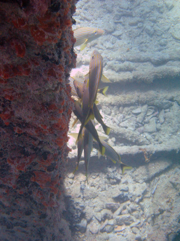 Under the Old Pier of Esperanza (July 2006)