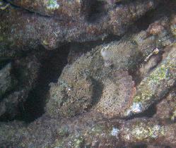 Atlantic scorpionfish... (July 2006)