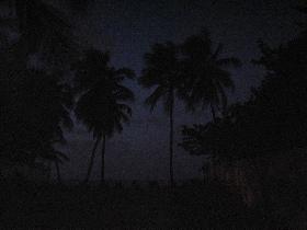 A night view to palm trees (July 2006)