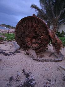 Palmtree trunk structure (July 2006)