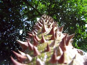 Cotton-silk tree (July 2006)