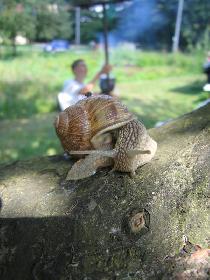 Snail (August 2006)