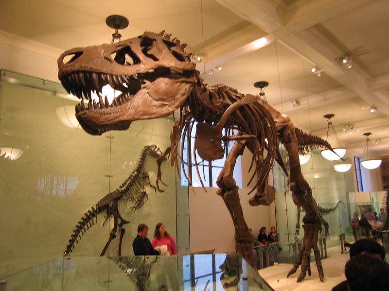 I would rather not meet this creature while alive - Tyrannosaurus rex (September 2006)