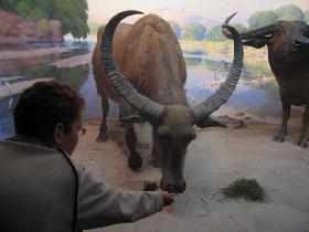 Jojo feeds a bull (September 2006)