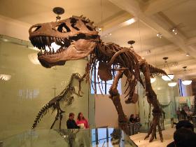 I would rather not meet this creature while alive - Tyrannosaurus rex (September 2006)