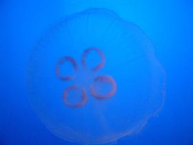 Common Moon Jellyfish or Saucer Jelly (Aurelia aurita) (October 2006)