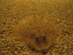 Dotted small ray (October 2006)