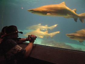 Sharks and turtles in New York Aquarium (October 2006)