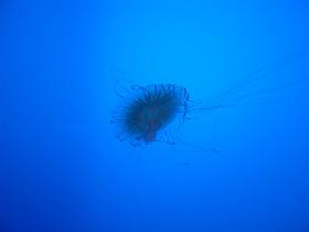 A hairy jellyfish (November 2006)