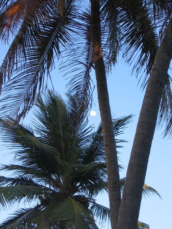 Moon between palm trees (December 2006)
