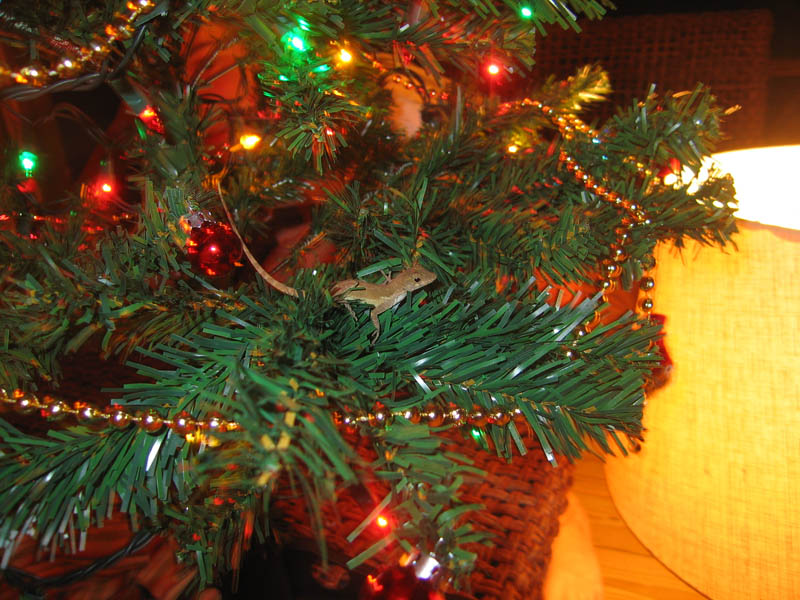 Decorative lizard - a living one (January 2007)
