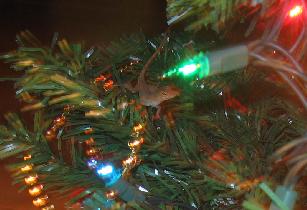 Lizard's size shows up when compared to the surrounding decorations (January 2007) Lizard's size shows up when compared to the surrounding decorations (January 2007)