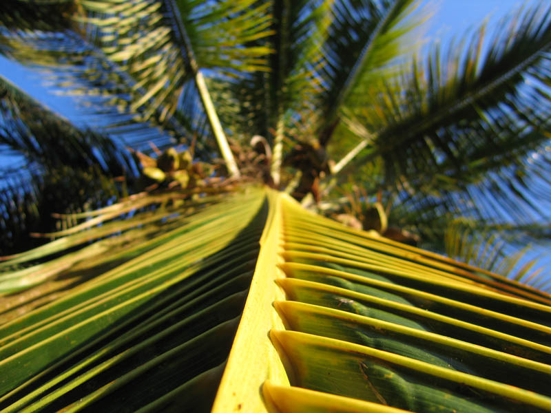 Coconut palm on our yard (December 2006)