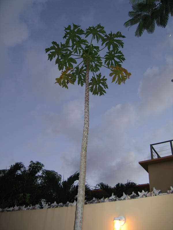Other plants shape like a palmtree here too (December 2006)
