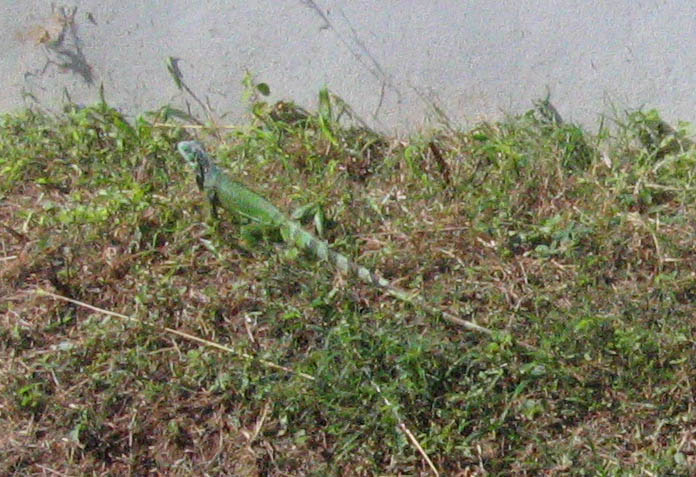 A bigger lizard - a living one too (January 2007)