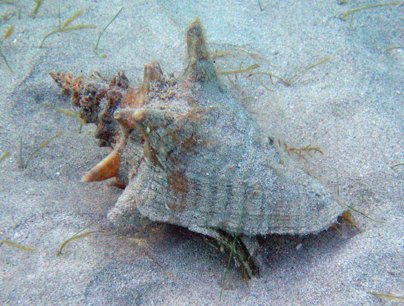 Blue Beach - Baha de la Chiva (December 2006)