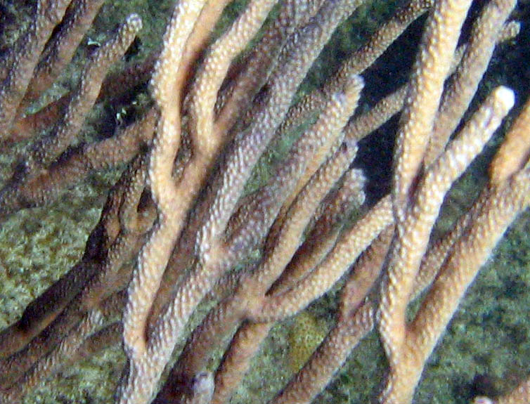 Coral - detail (December 2006)