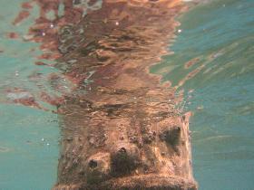 Under the old pier in Esperanza (December 2006)