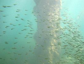 Shoal of young anchovies (December 2006)