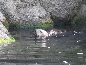 Sea otter (June 2007)