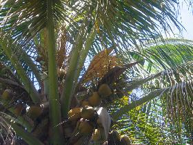 Blooming coconut palm (April 2007)