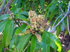 Blooming mango tree (April 2007)