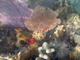 Corals, sea rods, sea plumes, and sponges in La Chiva (April 2007)
