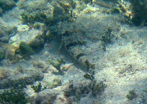 Lizard fish (April 2007) Lizard fish (April 2007)