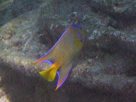 Priblen anjelsk ryba z predchdzajceho obrzku (Aprl 2007)