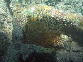 Giant anemone (April 2007)