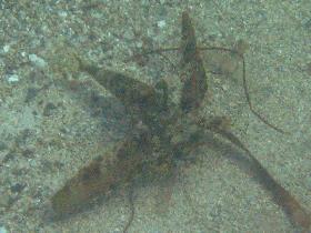 ...after the deep Internet search, I believe that it was a fish from the Dactylopteridae family (April 2007)