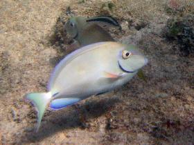 Surgeonfish. We call them smiling fish, as their gills resemble a smile. (April 2007)