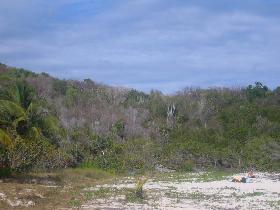 Dry forest next to the beach (April 2007)