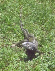 Nice male iguana (April 2007)