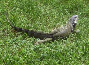 Iguanas and other lizards (April 2007)