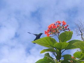 Hummingbirds and other birds (April 2007)