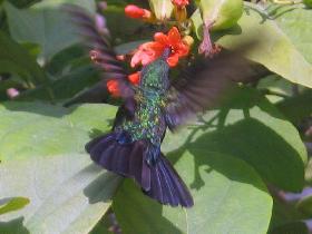 Anthracothorax viridis - kolibrk endemick na portorickom sostrov (Aprl 2007)