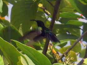 Anthracothorax viridis - The Green Mango - Zumbador verde (April 2007)
