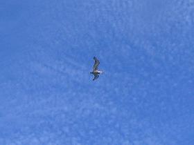 Beautiful pelican flying over Navio Beach (April 2007)