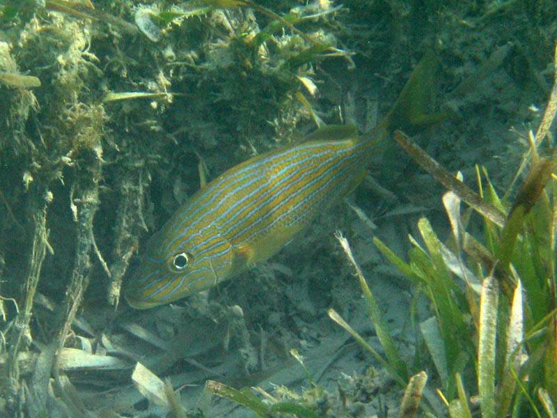 Blue striped grunt (July 2007)