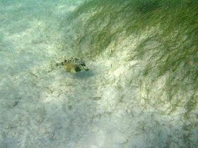 Katka spotted another boxfish (July 2007)