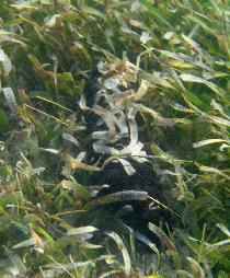 I got scared by this big sea cucumber in a shallow water (less then 2 feet deep). (July 2007)